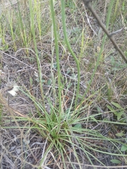 Armeria maritima sibirica