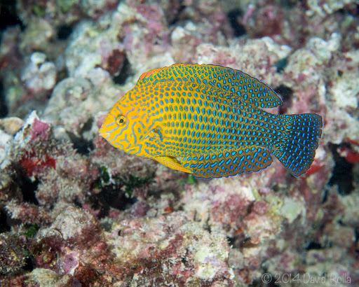 Geoffroy's Wrasse