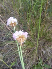 Armeria maritima sibirica