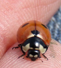 Coccinella prolongata