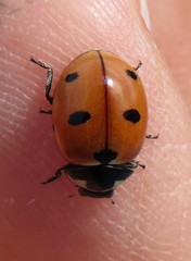 Coccinella prolongata
