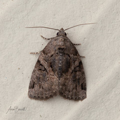 Pseudeustrotia indeterminata