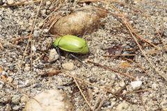 Chrysina