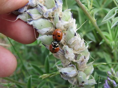 Coccinella prolongata