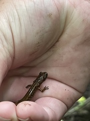 Plethodon glutinosus