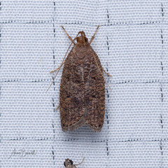 Psilocorsis quercicella