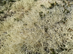 Alectoria ochroleuca