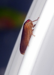 Iassus lanio