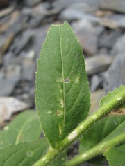 Hesperis matronalis voronovii