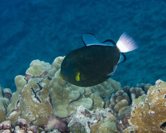 Melichthys vidua