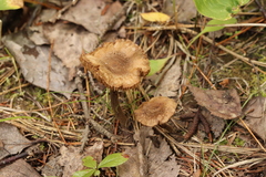 Inocybe lacera