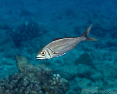 Small Toothed Jobfish photo 4