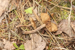 Inocybe lacera