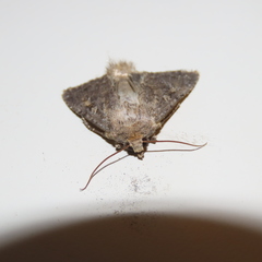 Noctuidae