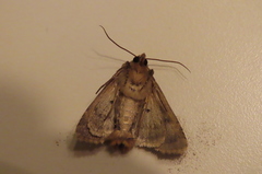 Noctuidae
