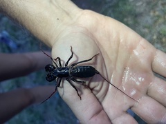 Mastigoproctus tohono