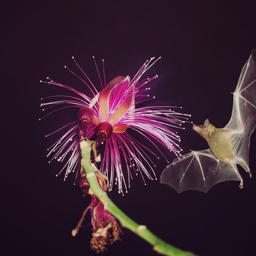 Lesser Long-nosed Bat (Leptonycteris yerbabuenae), a species recorded in Arizona