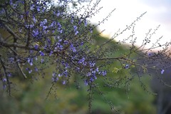 Bowdichia virgilioides