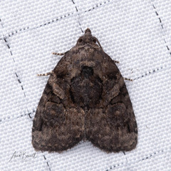 Pseudeustrotia indeterminata