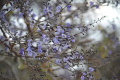 Bowdichia virgilioides