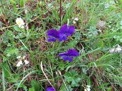 Viola calcarata
