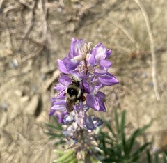 Bombus vancouverensis