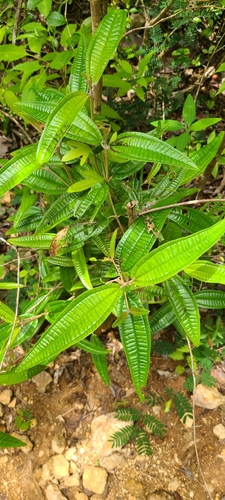 Image of Miconia elaeagnoides by (c) ritirene, some rights reserved (CC BY)