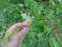 Sium sisaroideum
