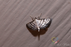 Ravanoa xiphialis