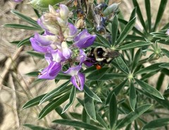 Bombus vancouverensis