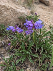 Penstemon hallii