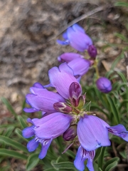 Penstemon hallii