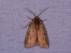 Micrathetis triplex