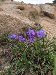Penstemon hallii