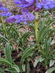 Penstemon hallii