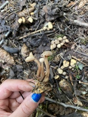 Cudonia confusa