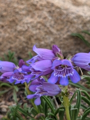 Penstemon hallii