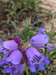 Penstemon hallii