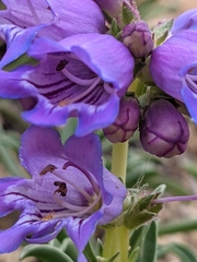 Penstemon hallii