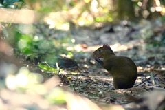 Dasyprocta variegata