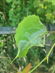 Phyllocnistis labyrinthella