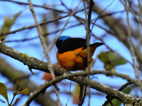 Golden-rumped Euphonia (Chlorophonia cyanocephala), photo 8