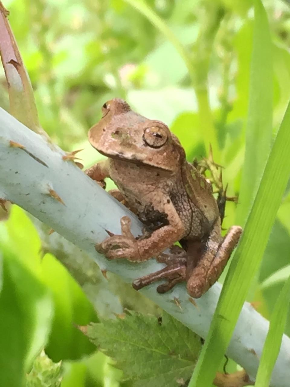 Espada's Marsupial Frog photo 4