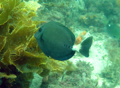 Prionurus microlepidotus