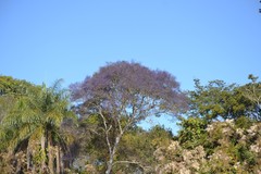 Bowdichia virgilioides