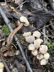 Cudonia confusa