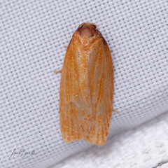 Sparganothis distincta