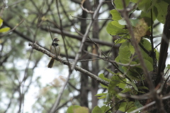 Pipilo maculatus × ocai