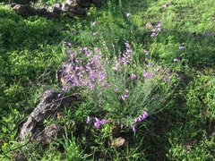Penstemon stenophyllus