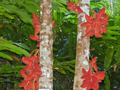 Sterculia megistophylla
